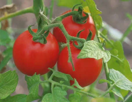 pomodori