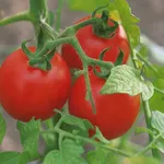 pomodori