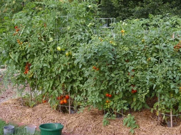 Piante di pomodori