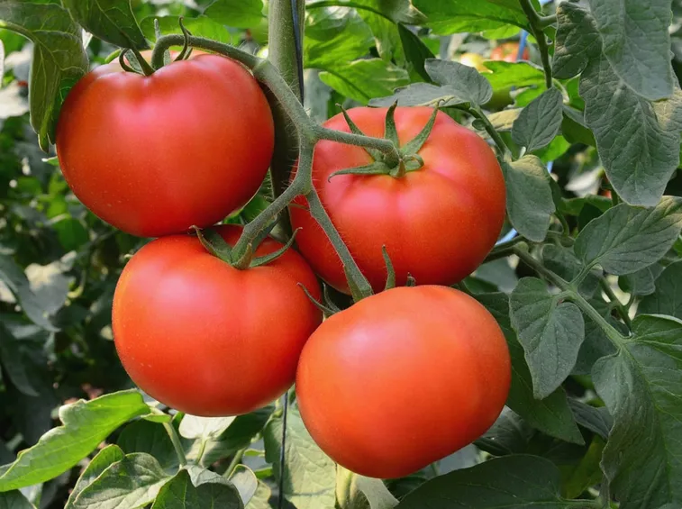 Pomodori maturi