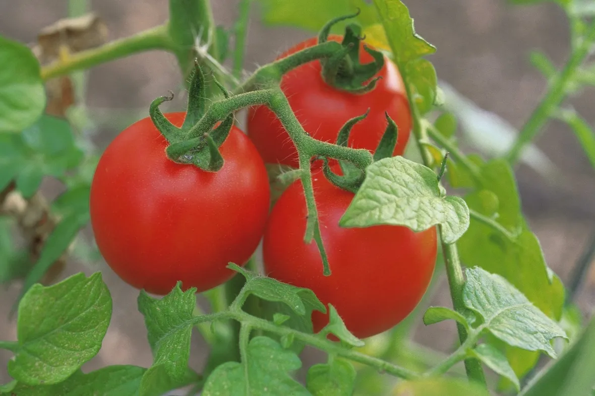 pomodori