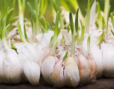 Germinazione dell'aglio