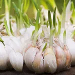 Germinazione dell'aglio