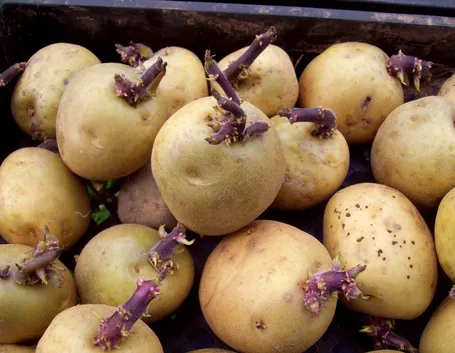 Mini-tuberi  Fonte foto ( http://www.ardcarneplantsplus.ie )
