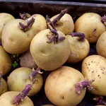 Mini-tuberi  Fonte foto ( http://www.ardcarneplantsplus.ie )