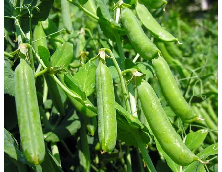 Piantine di piselli
