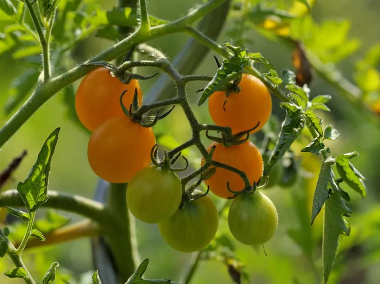 Pomodori maturi