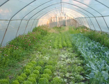 serre ortaggi verdure
