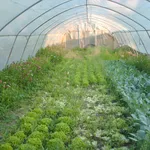 serre ortaggi verdure