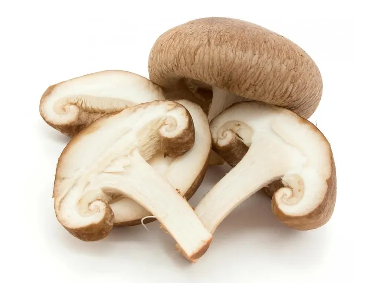funghi Champignon marroni
