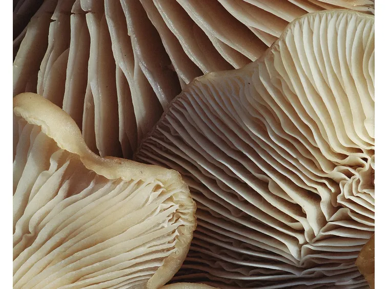 spore dei funghi sfondo