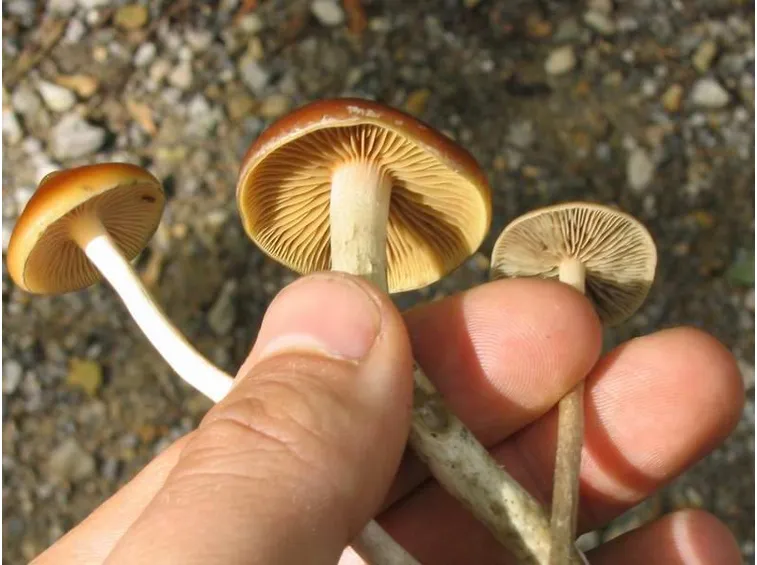 spore funghi mano