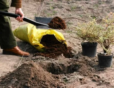 Preparazione al trapianto