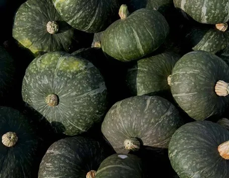 Coltivare la zucca