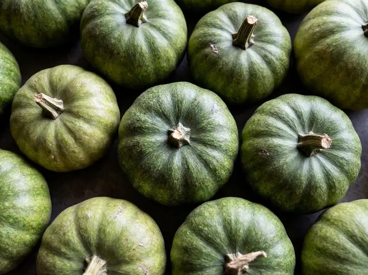 Coltivare la zucca