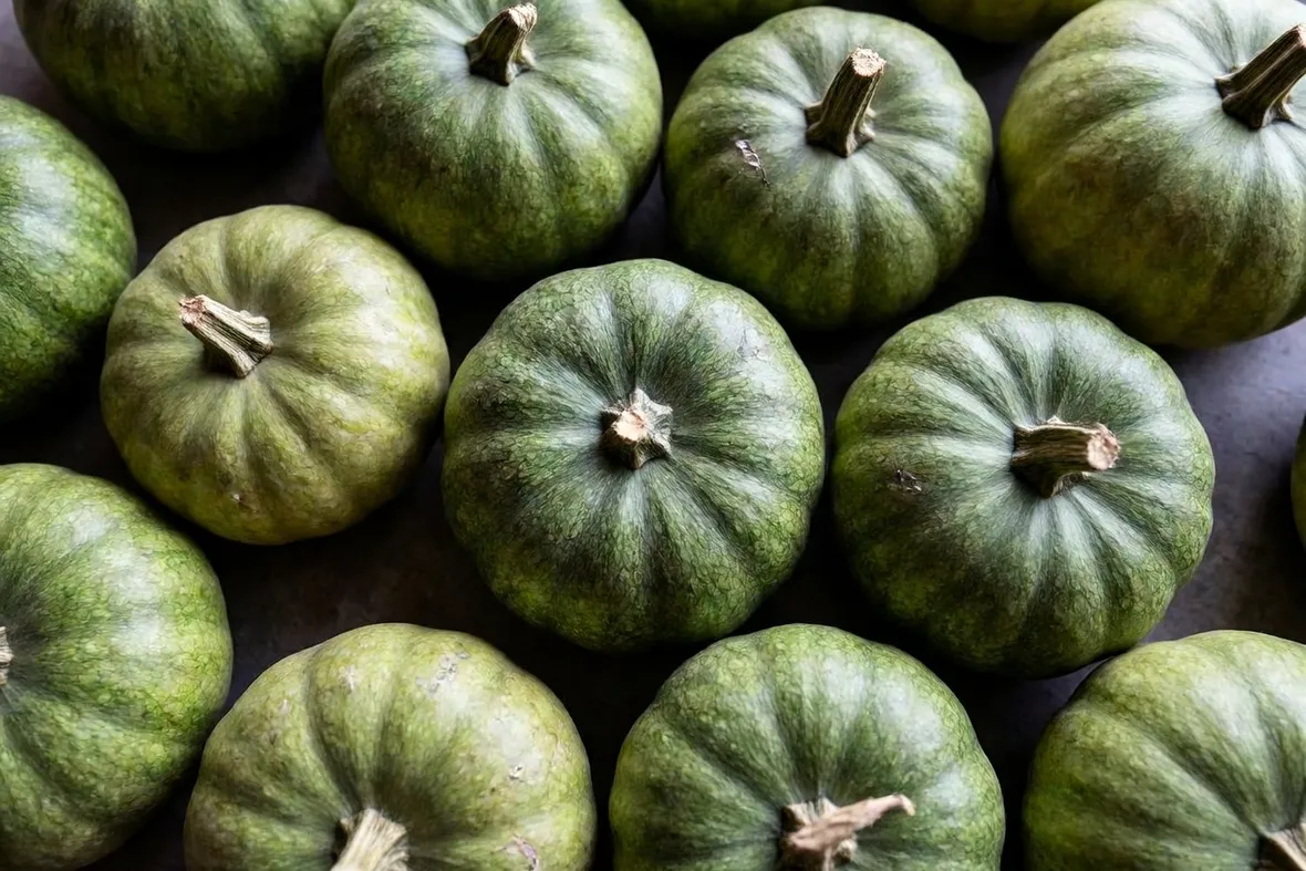 Coltivare la zucca