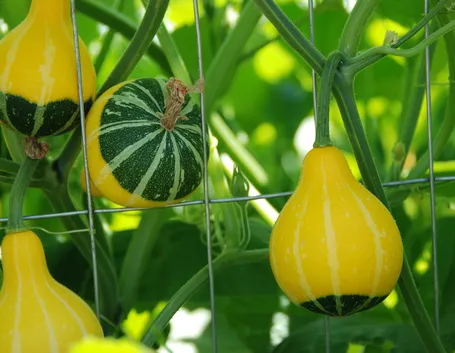 Zucche ornamentali rete