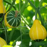 Zucche ornamentali rete