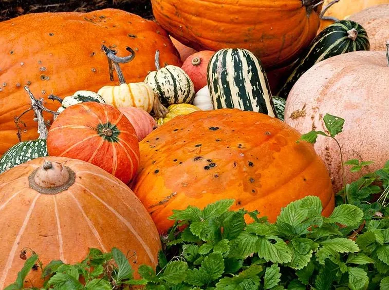Zucche ornamentali raccolto