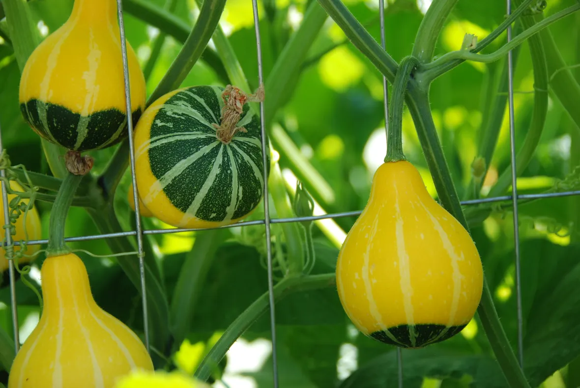 Zucche ornamentali rete