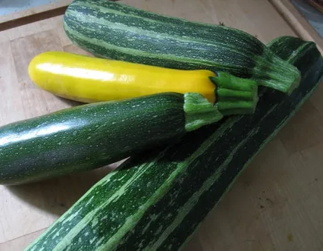Differenti tipologie di zucchine