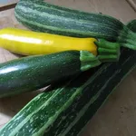 Differenti tipologie di zucchine
