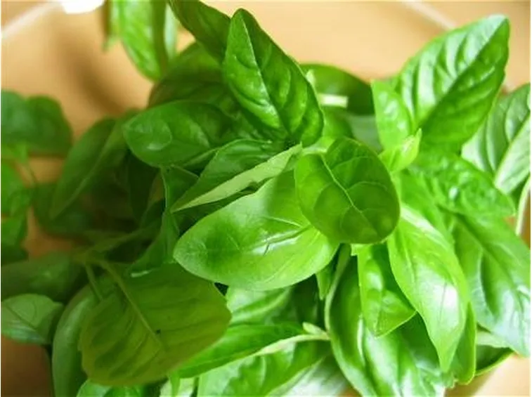 basilico