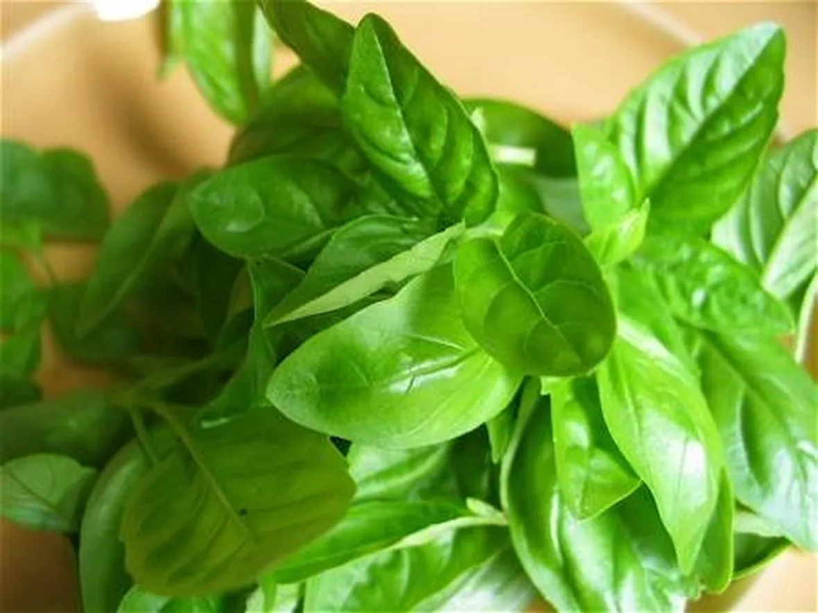 basilico