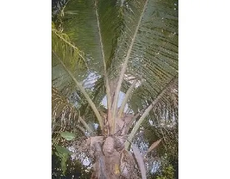Pianta di Palma da Cocco