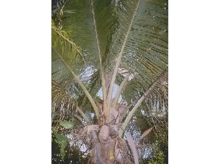 Pianta di Palma da Cocco