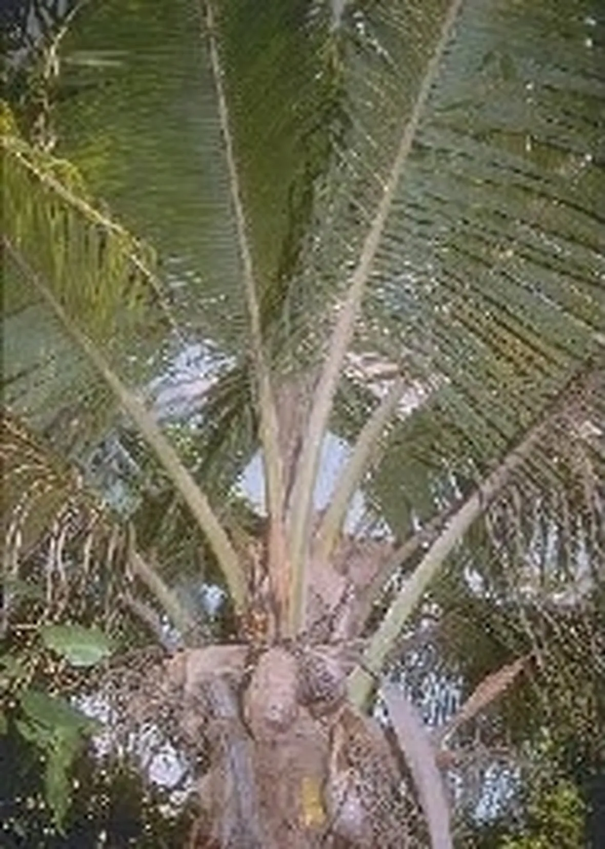 Pianta di Palma da Cocco