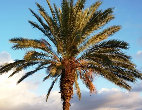 Palma da dattero