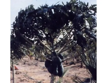 Pianta di papaya