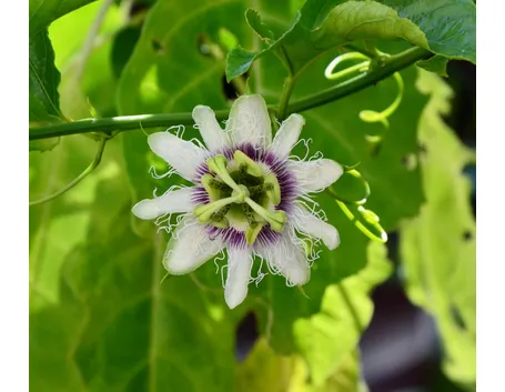 Fiore di Passiflora
