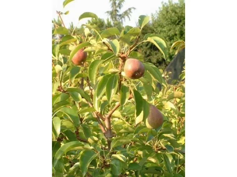 Albero di Pero
