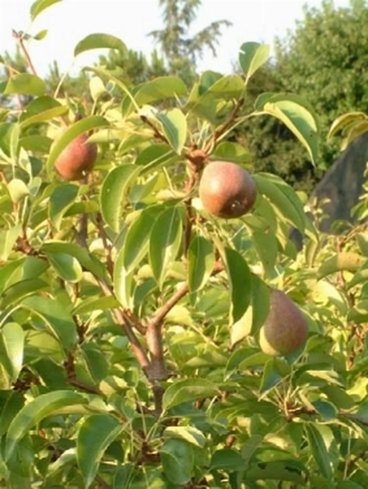 Albero di Pero