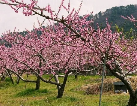 Fiori di Pesco
