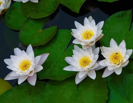 piante acquatiche