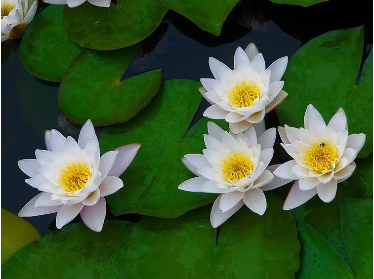piante acquatiche