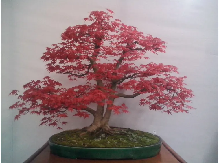 Bonsai di acero