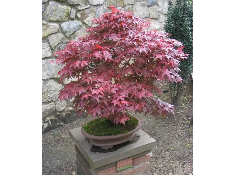 Bonsai di acero