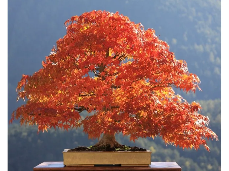 Bonsai di acero