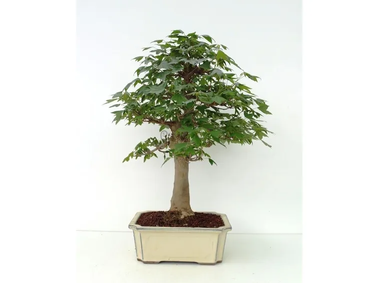 Bonsai di acero