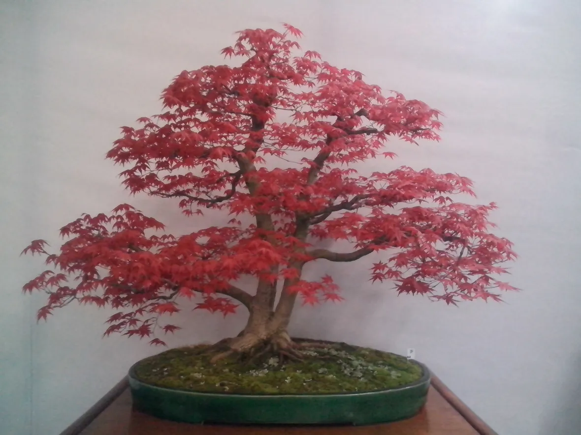 Bonsai di acero