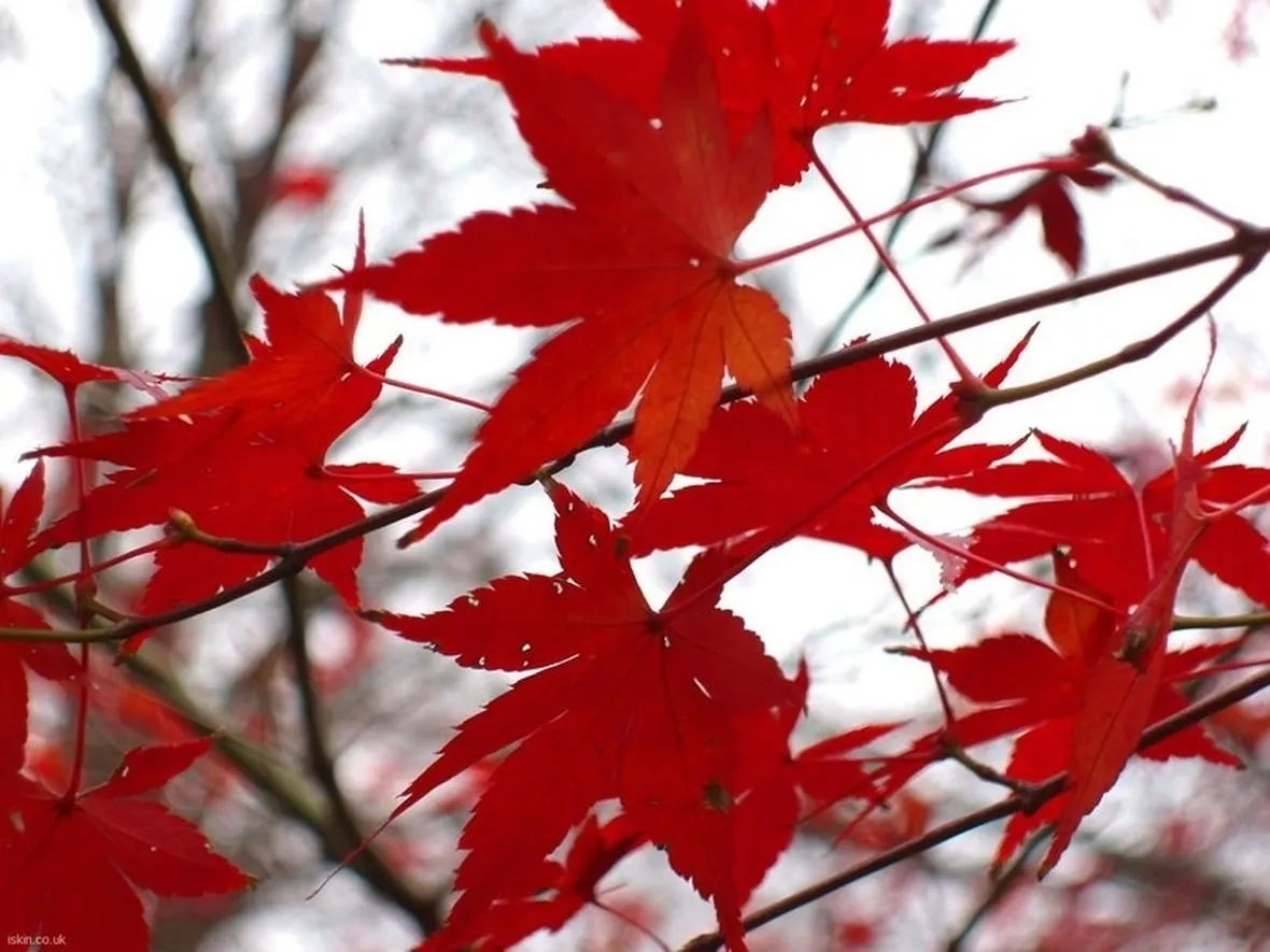 Le tipiche foglie dell'acero rosso