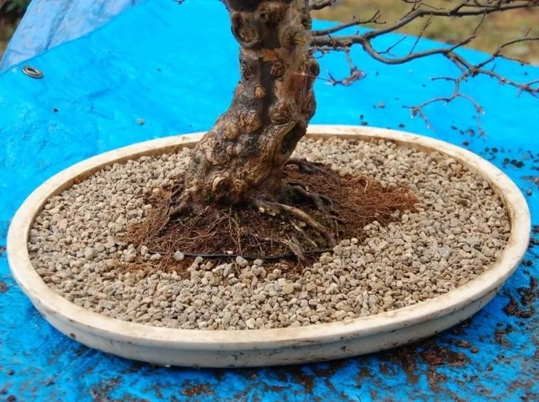 Akadama posta in vaso alla base di un bonsai