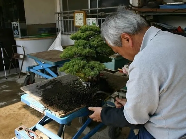 Sostituzione dell'akadama di un bonsai