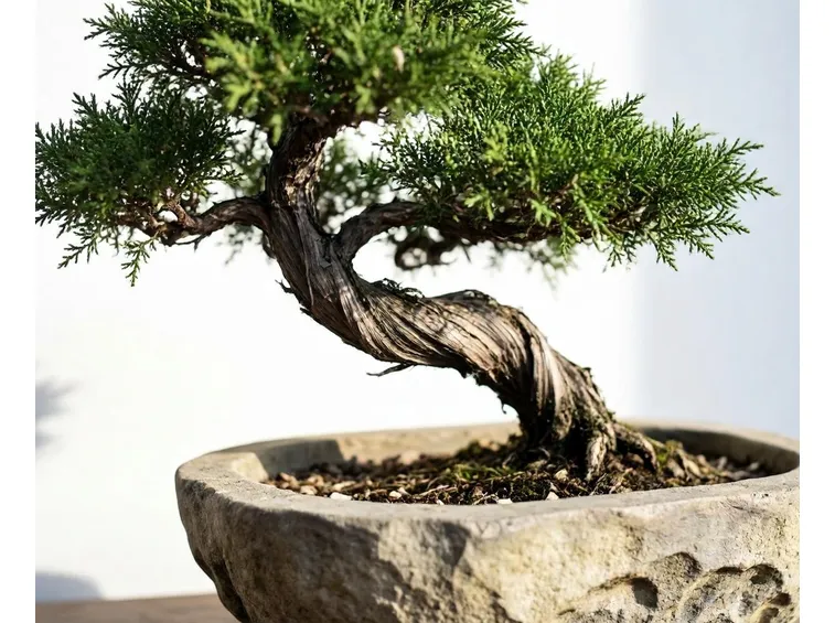 bonsai albero verde