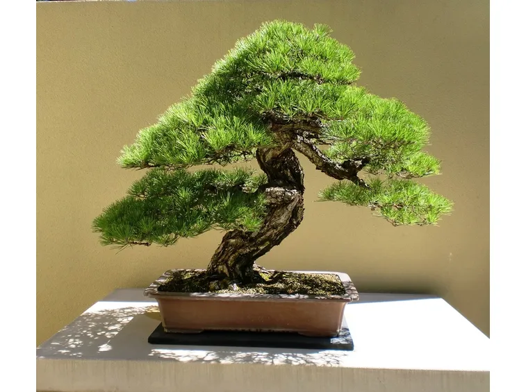 bonsai pino marittimo
