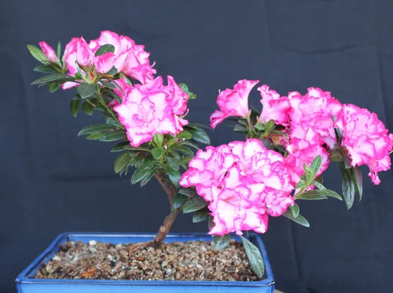 Un bel bonsai di azalea dai fiori variegati